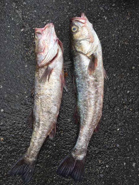 雨の間を縫って