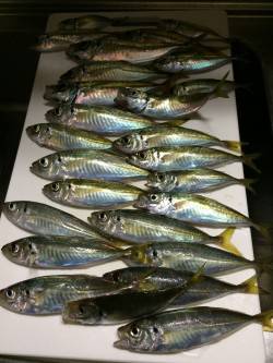 アジ釣り⑰