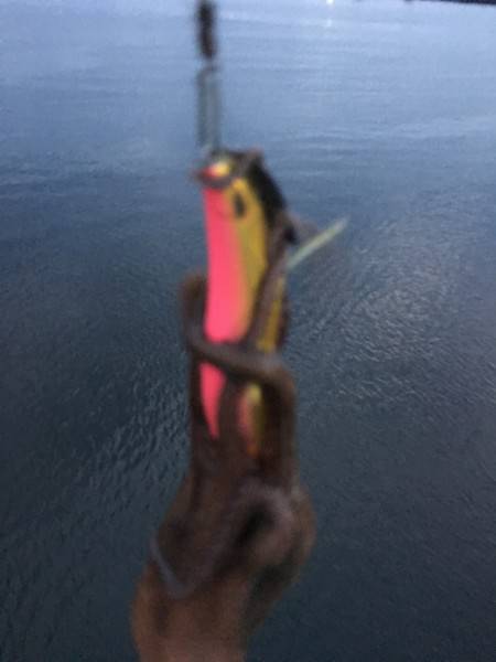 五目タコエギ釣れすぎ〜（≧∇≦）