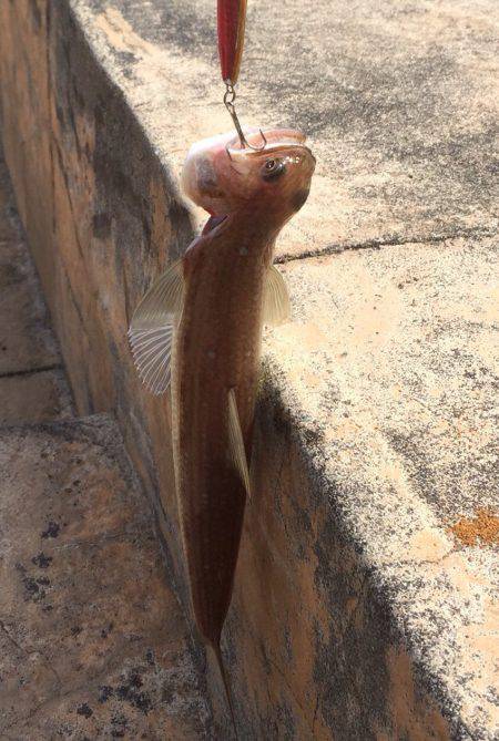 またお前かい！