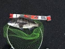 阿蘇海:チヌ情報