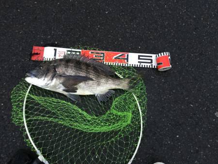 阿蘇海:チヌ情報