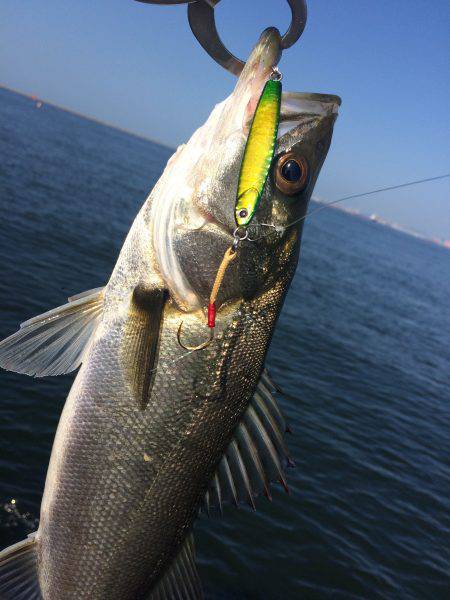 シーバス減少中