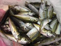 豆アジ爆釣