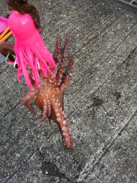 しばらくタコ三昧