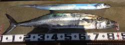 LSJでタチウオとサワラ！