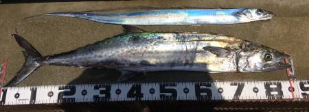 LSJでタチウオとサワラ！