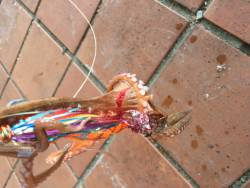 タコより人が多い