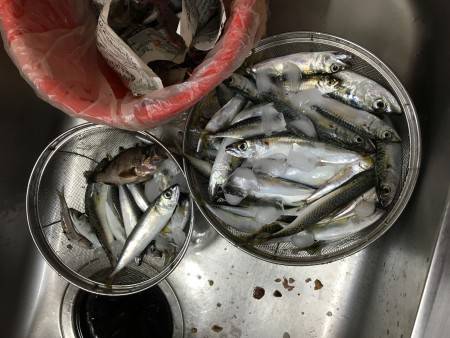 アナゴ失敗、サバ入れ食い