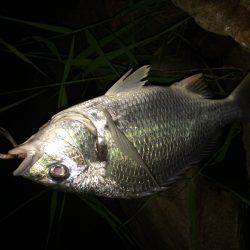 チニング…ハマります