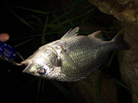 チニング…ハマります