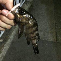 小メバルとたわむれ