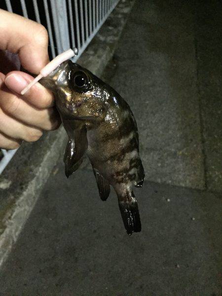 小メバルとたわむれ