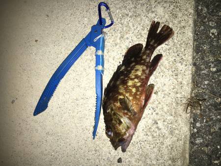 サバがわいてます