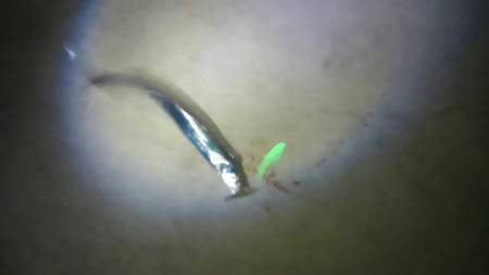 ソルトドリーマー ムッシュ崇之のサーベリン…