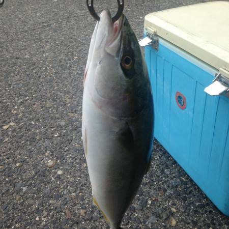 はじめましてツバス君