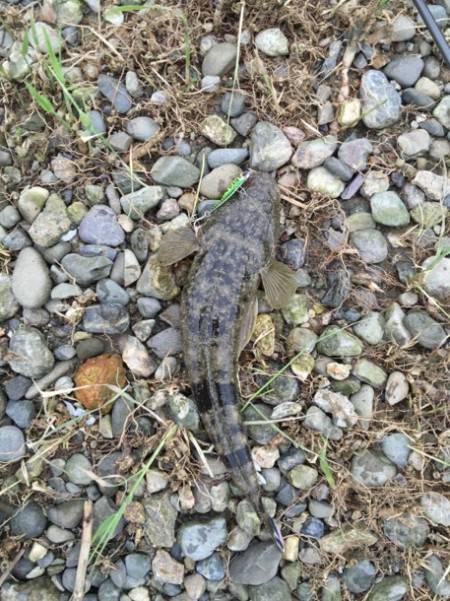 紀ノ川フラットゲーム