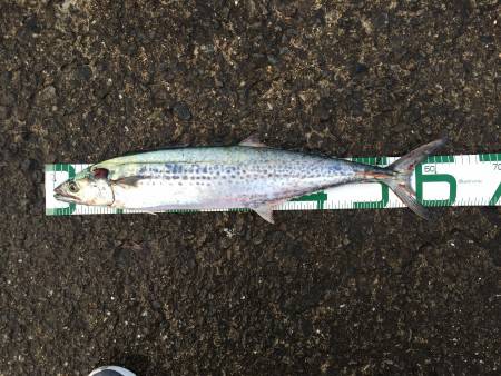 久しぶりのサゴシ