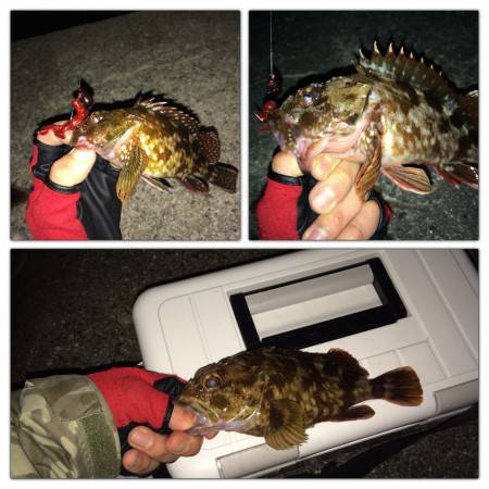 根魚に癒して貰いました