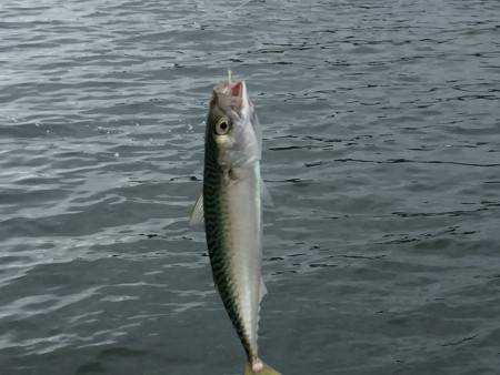 アジ、サバなど