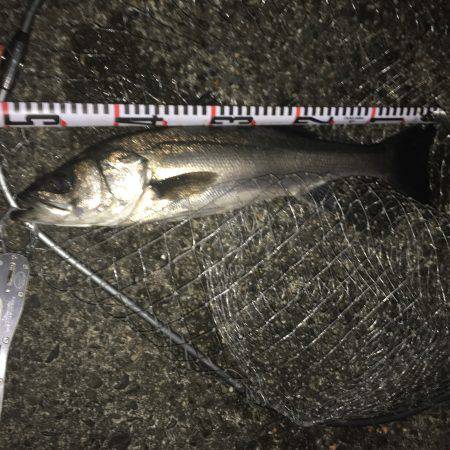 ブルマンシーバス調査