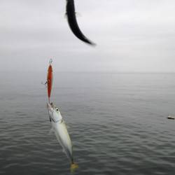 ライトショアジギング