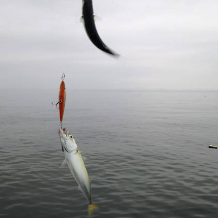 ライトショアジギング