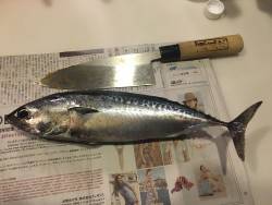 ジグで久しぶりに♪