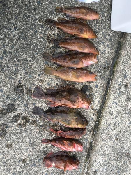 ロックフィッシュ