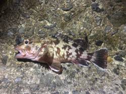 外道で終了ですが…