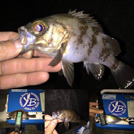 アジ、メバル探し！