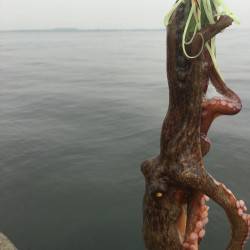 ブルマン雨の南港調査