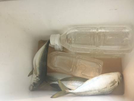 雨天デカアジ狙い釣行