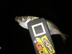 悶絶豆アジング