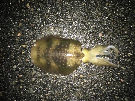 釣ったじゃなくて釣れた…