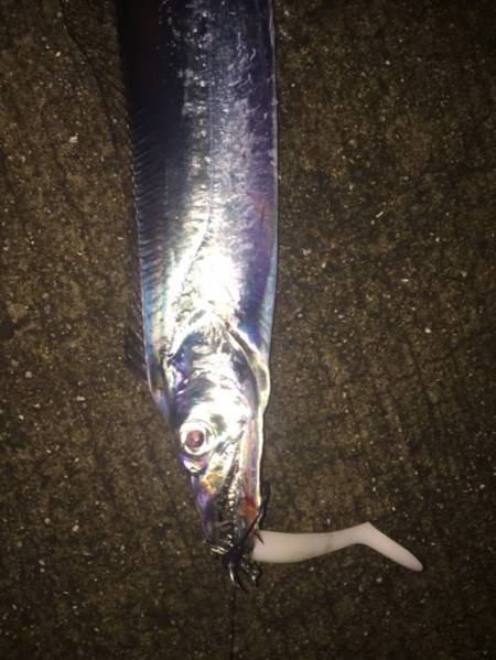 ワインドシャッドでゲット！