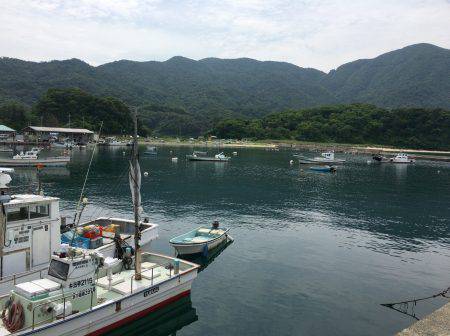 豆アジ入れ食い