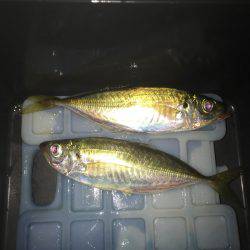 真夜中のアジング