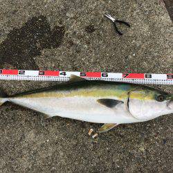 LSJタックルでブリPart2!