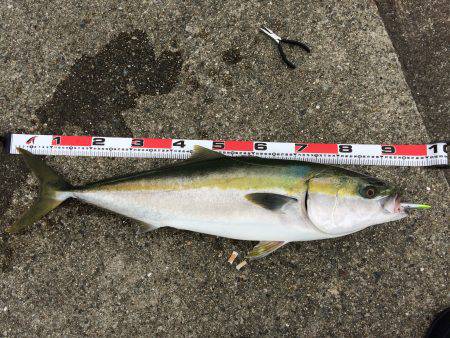 LSJタックルでブリPart2!