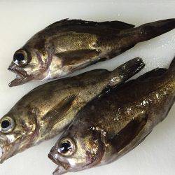 小メバルに癒され