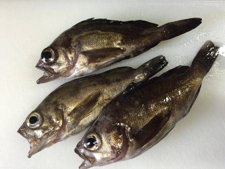 小メバルに癒され