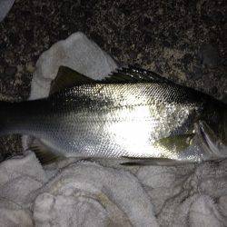 流し釣りでセイゴ！