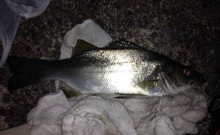 流し釣りでセイゴ！