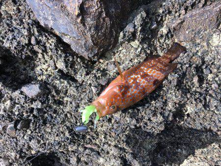 ロックフィッシュ狙い