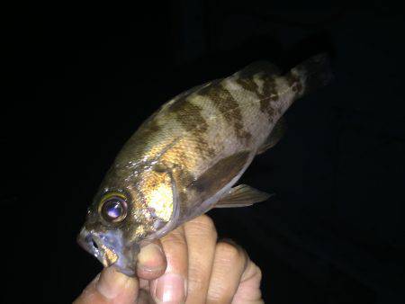 深夜から釣り楽