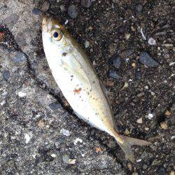 フカセで玉砕！