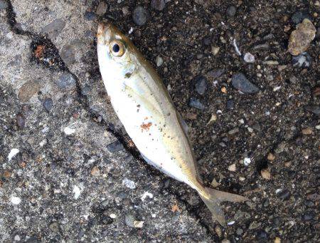 フカセで玉砕！