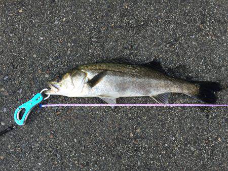 出勤前に、シーバス