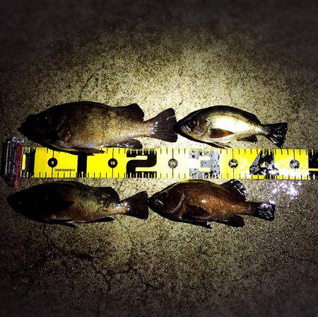 サーフ堪能(*^^*)